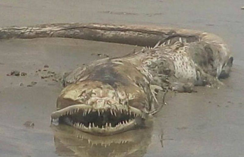 Morski powtór w Meksyku - nikt nie wie co to jest - GospodarkaMorska.pl