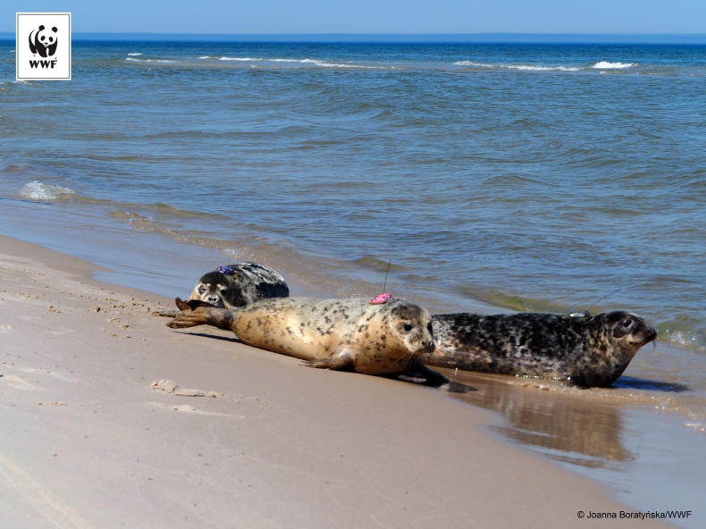 Foki szare wracają do domu - GospodarkaMorska.pl