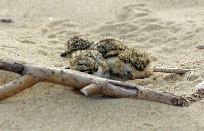 Zalaliśmy lęgi, zatopiliśmy pisklęta. Tamy a ochrona przyrody - GospodarkaMorska.pl