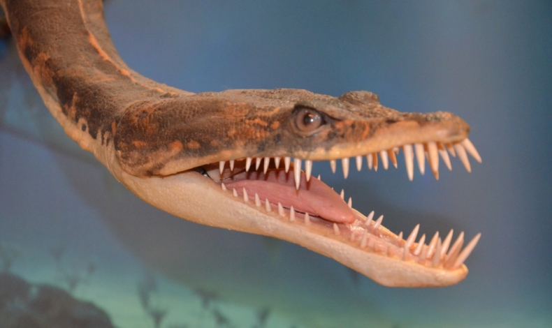 Kaszlał i zarażał inne zwierzęta. Ten morski gad to najstarszy przypadek zdiagnozowanej gruźlicy - GospodarkaMorska.pl