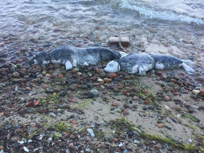 Pomorze: Policja nadal szuka sprawcy odpowiedzialnego za śmierć fok - GospodarkaMorska.pl