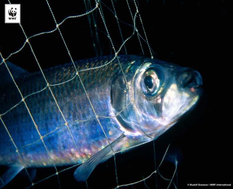 Świętujemy Światowy Dzień Oceanów - GospodarkaMorska.pl