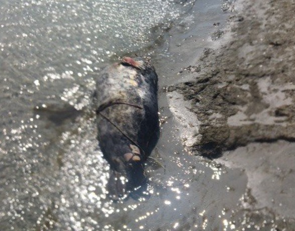 Znaleziono kolejne dwie martwe foki. Jedna była owinięta linkami - GospodarkaMorska.pl