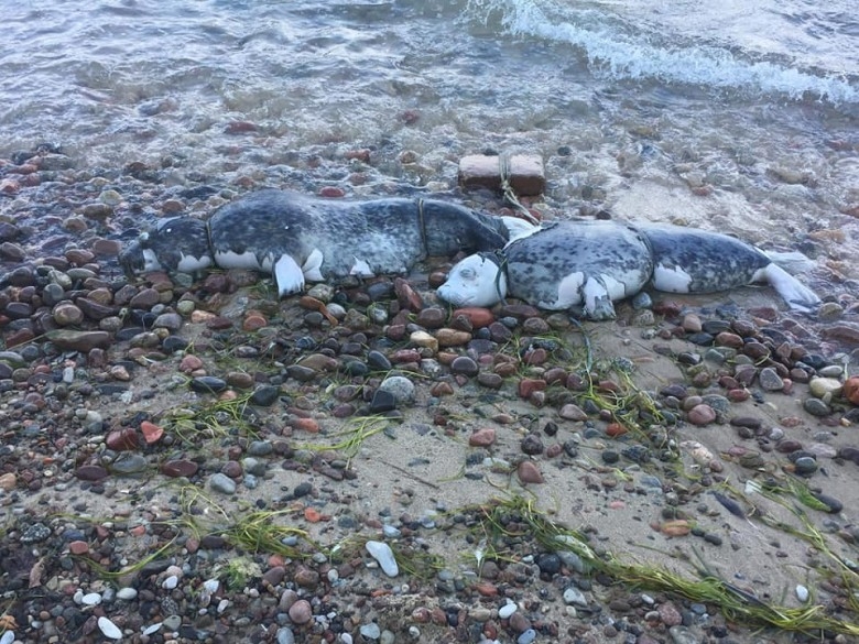 Pomorze: Prokuratura łączy śledztwa w sprawie martwych fok - GospodarkaMorska.pl