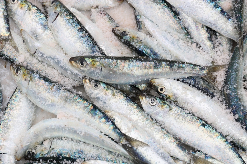 Rybacy i organizacje ekologiczne wzywają Europejski Urząd ds. Zwalczania Nadużyć Finansowych do wszczęcia formalnego dochodzenia w sprawie połowów prądem - GospodarkaMorska.pl