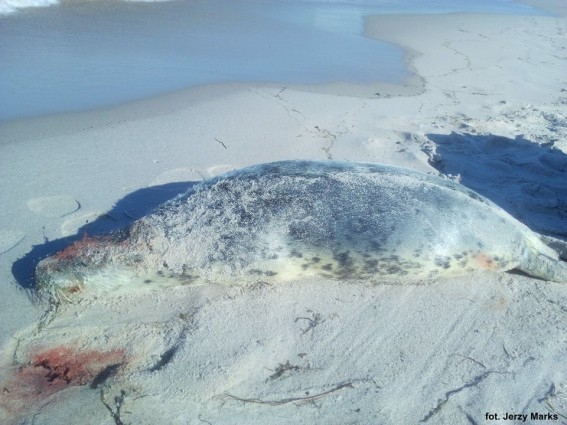 Kolejne martwe foki na Wybrzeżu; wg biologów raczej nie zabił ich człowiek - GospodarkaMorska.pl