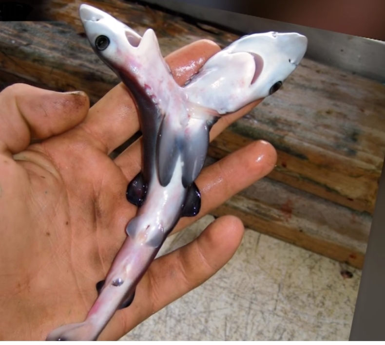 Coraz więcej rekinów mutantów. Odkryto kolejnego dwugłowego żarłacza (wideo) - GospodarkaMorska.pl