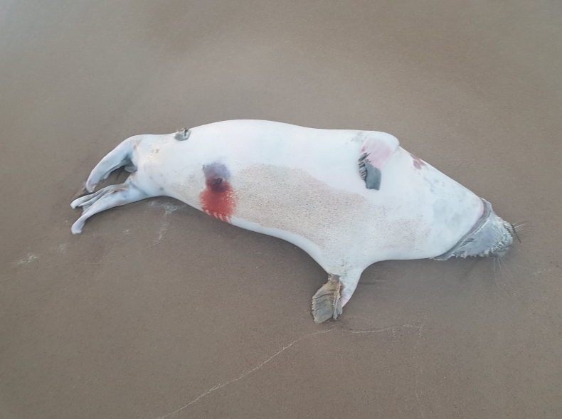 Kolejna martwa foka znaleziona na sopockiej plaży - GospodarkaMorska.pl