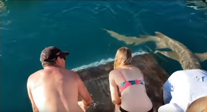 Chciała nakarmić rekina - wciągnął ją do wody - GospodarkaMorska.pl