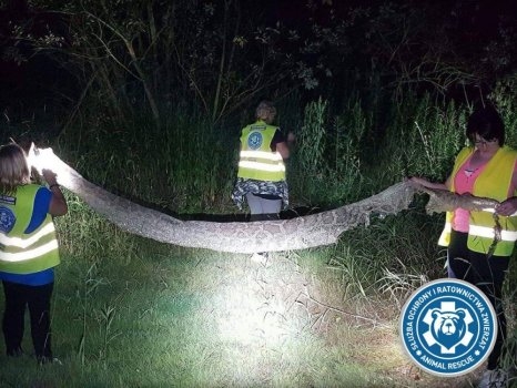 Konstancin-Jeziorna: Pyton tygrysi pozostawił ślady nad Wisłą - GospodarkaMorska.pl