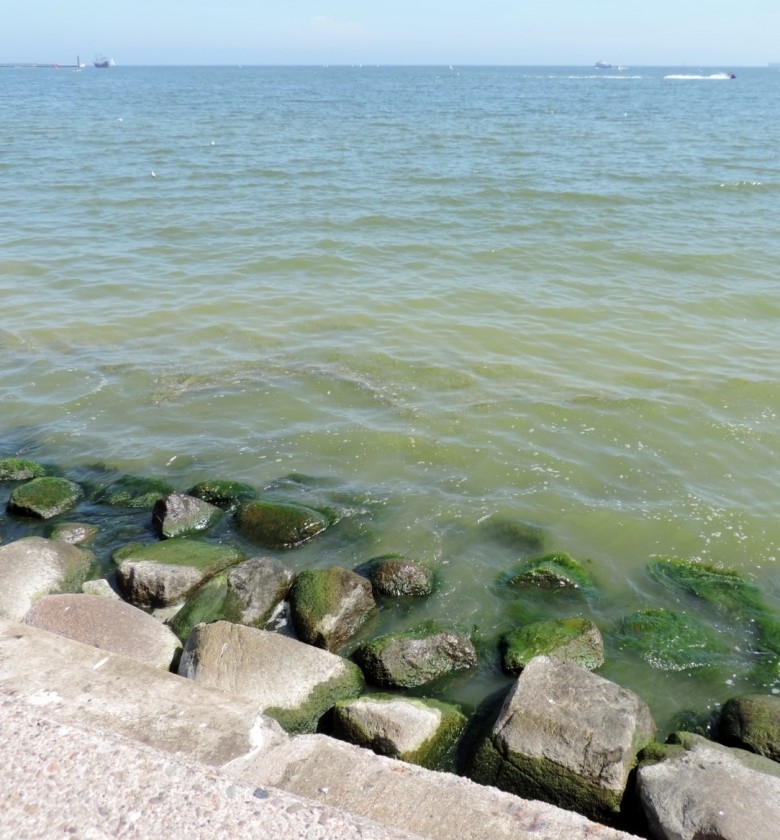 Czerwona flaga na kąpieliskach Śródmieście i Redłowo. Zakwitły sinice - GospodarkaMorska.pl