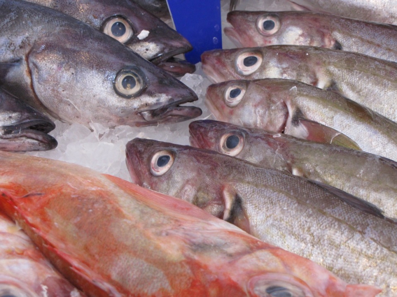 Pierwsze fińskie rybołówstwo otrzymało certyfikat MSC - GospodarkaMorska.pl