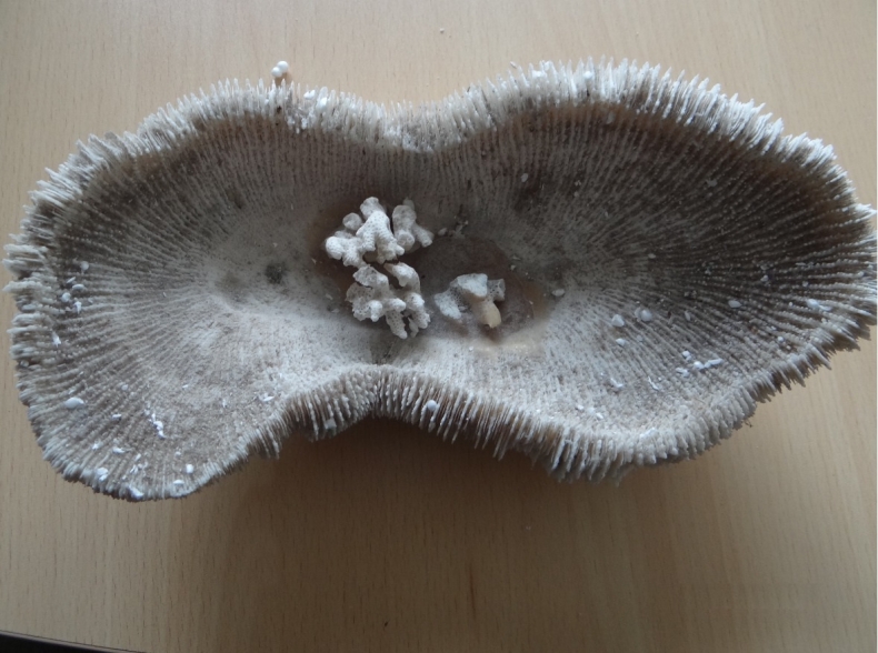 Udaremniony przemyt koralowców z Ukrainy do Polski - GospodarkaMorska.pl