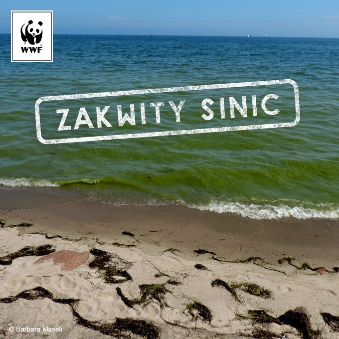 Sinice ponownie zakwitły w Bałtyku - GospodarkaMorska.pl