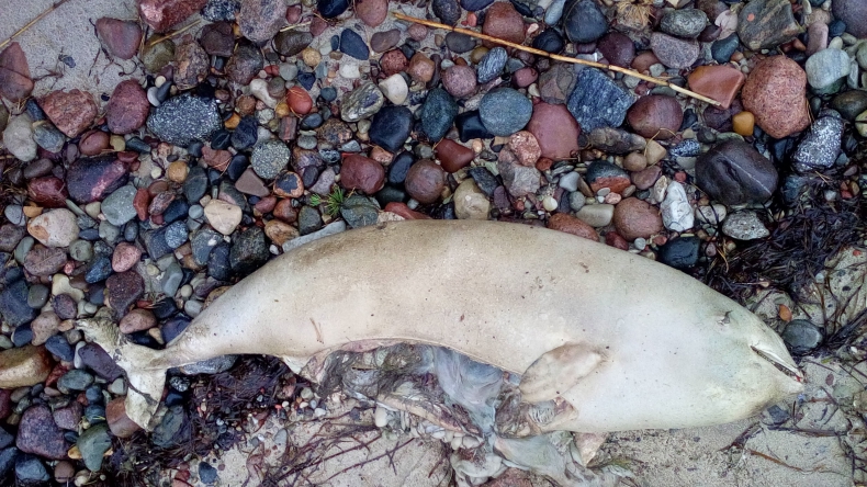 Martwy morświn na plaży w Mechelinkach (foto) - GospodarkaMorska.pl