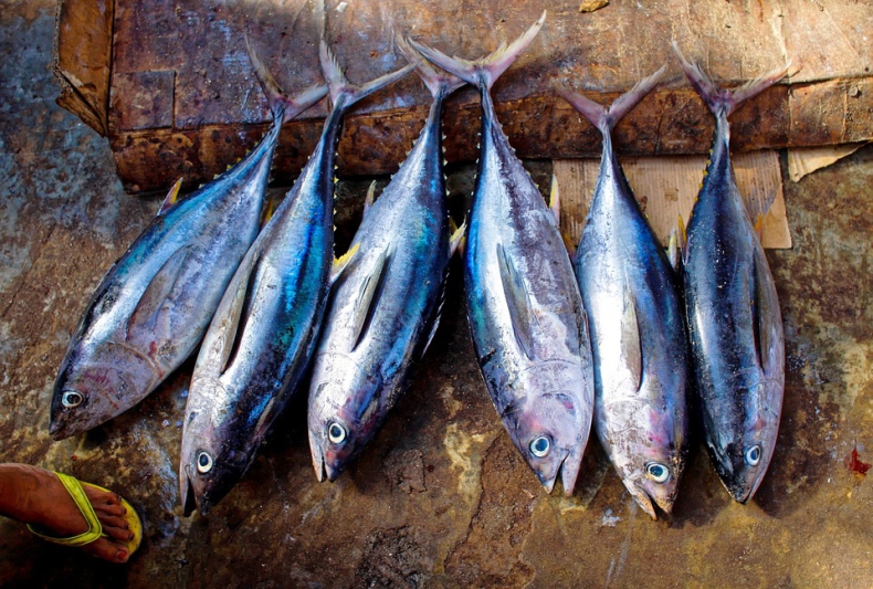Już 18 rybołówstw tuńczyka z certyfikatem MSC - GospodarkaMorska.pl