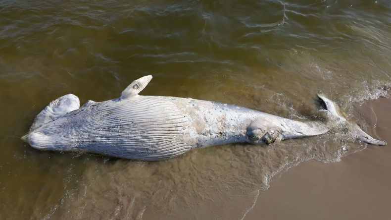 Martwy wieloryb na Mierzei Wiślanej. Miał ok. 5 m długości (foto) - GospodarkaMorska.pl