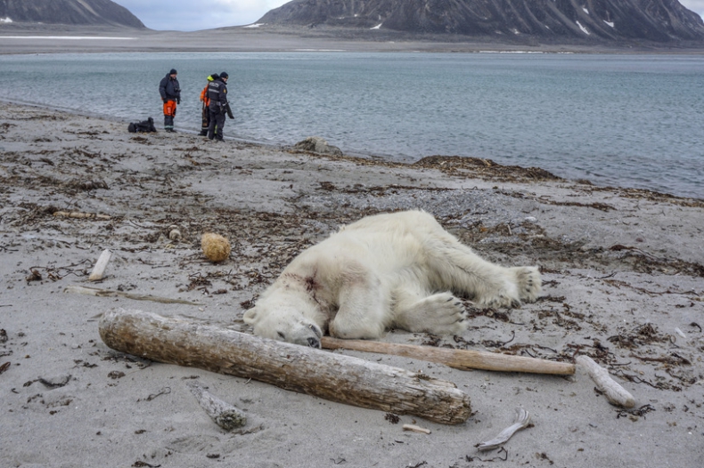 Niedźwiedź polarny zastrzelony po zaatakowaniu strażnika statku ekspedycyjnego Hapag-Lloyd - GospodarkaMorska.pl