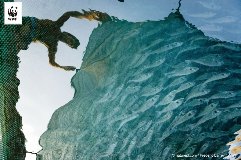 Świętujemy Dzień Ryby - GospodarkaMorska.pl