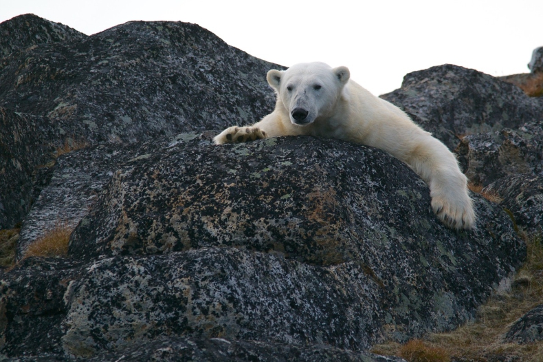 Norwegia: Raniony przez niedźwiedzia polarnego niemiecki marynarz opuścił szpital - GospodarkaMorska.pl