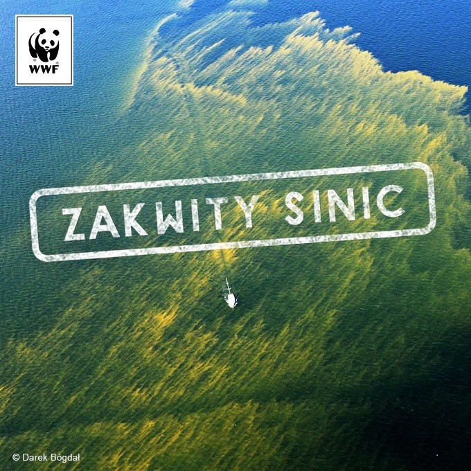 Prawie wszystkie plaże w Trójmieście zamknięte z powodu sinic - GospodarkaMorska.pl