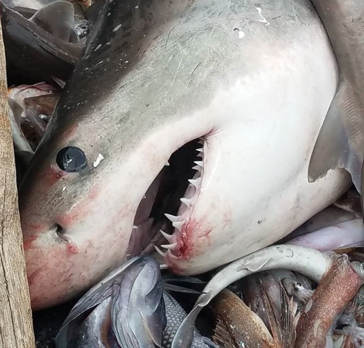 Rybak złowił olbrzymiego żarłacza nieopodal popularnej plaży w USA (foto, wideo) - GospodarkaMorska.pl