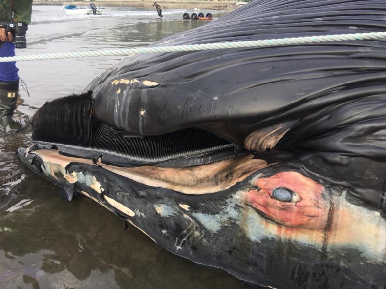 Martwy gigant u wybrzeży Japonii (foto, wideo) - GospodarkaMorska.pl