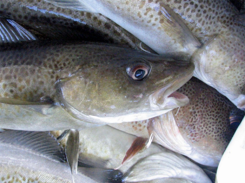 Zasady prowadzenia połowów dorsza stada zachodniego (obszar 22-24) - GospodarkaMorska.pl