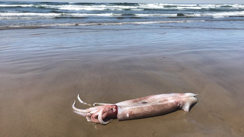 Wielka kałamarnica na plaży w USA. „To niezwykle rzadki okaz” (foto) - GospodarkaMorska.pl