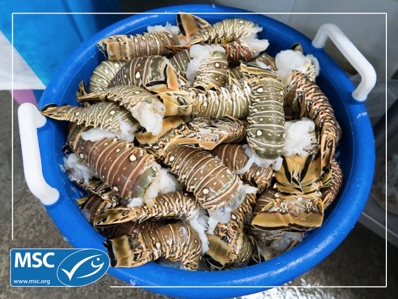 Pierwsze rybołówstwo langusty karaibskiej otrzymało certyfikat MSC - GospodarkaMorska.pl