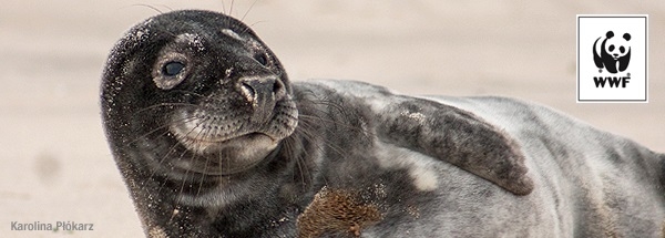 Foka, której nigdy nie było - GospodarkaMorska.pl