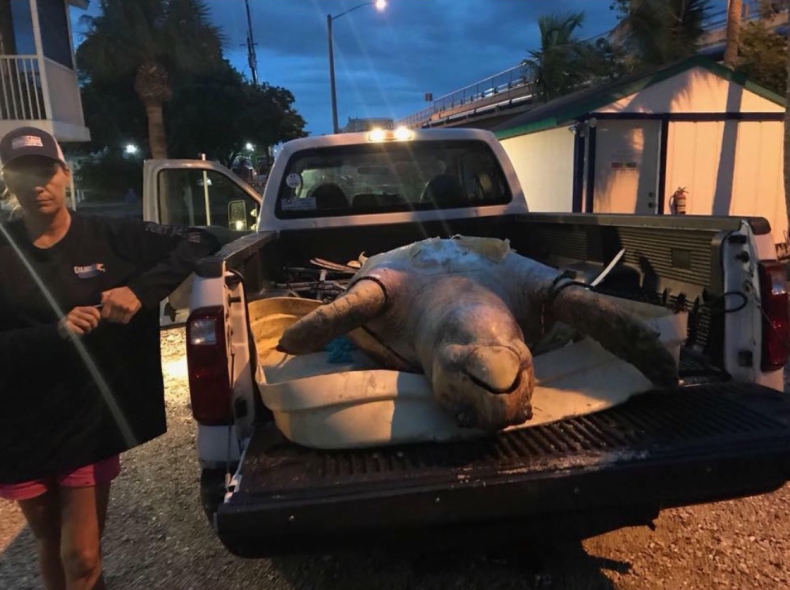 300 ton śniętych ryb, 600 martwych żółwi, 100 manatów i 22 delfiny - czerwona fala na Florydzie - GospodarkaMorska.pl