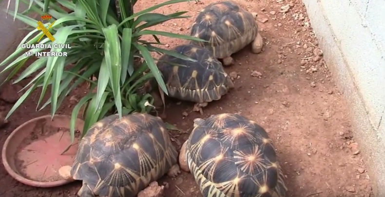 Hiszpańska policja zamknęła nielegalną fermę żółwi zagrożonych wyginięciem (wideo) - GospodarkaMorska.pl
