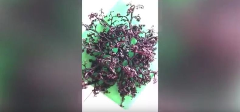 Dziwny stwór na plaży w Wietnamie. Ma setki macek (wideo) - GospodarkaMorska.pl