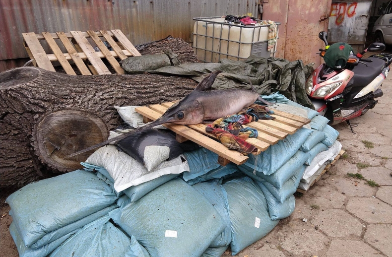 Martwy miecznik na plaży w Stegnie. Ma ponad 2 m - GospodarkaMorska.pl