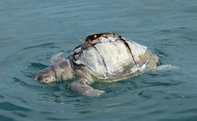 Prawie 300 martwych żółwi morskich u wybrzeży Meksyku, niektóre w stanie rozkładu (wideo) - GospodarkaMorska.pl