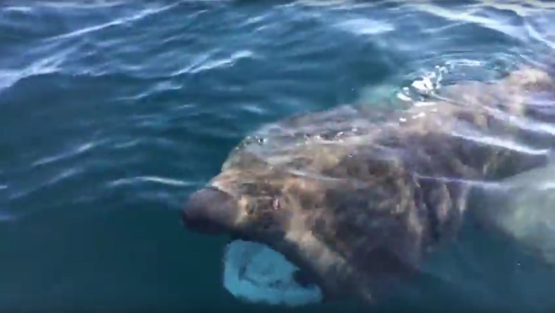 Żarłacz olbrzymi żeruje u wybrzeży Francji. Są dowody (wideo) - GospodarkaMorska.pl