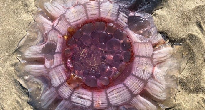 Dziwne stworzenie na plaży w Nowej Zelandii. Jego ciało pulsowało - GospodarkaMorska.pl