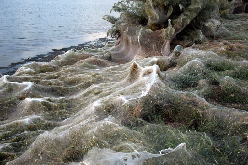 Olbrzymia pajęczyna na greckiej plaży. Ma 300 m długości i żyją w niej miliony pająków (foto, wideo) - GospodarkaMorska.pl