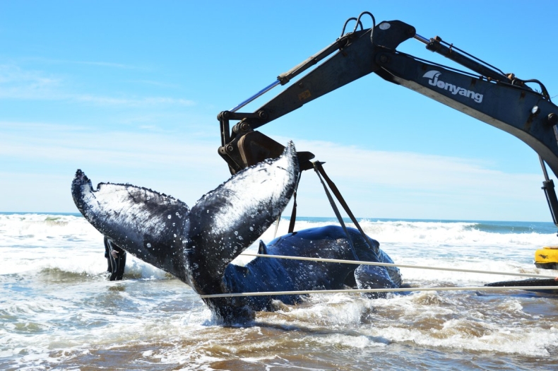 Ratowali 10-metrowego humbaka przez 28 godzin (wideo) - GospodarkaMorska.pl