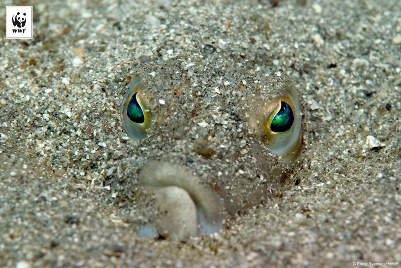 Nadzieja dla bałtyckich ryb - GospodarkaMorska.pl