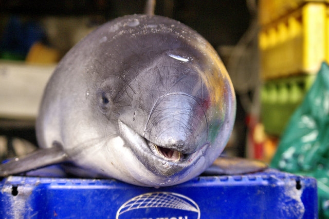 Kolejny krok w kierunku lepszej ochrony morświna – pingery przekazane rybakom - GospodarkaMorska.pl