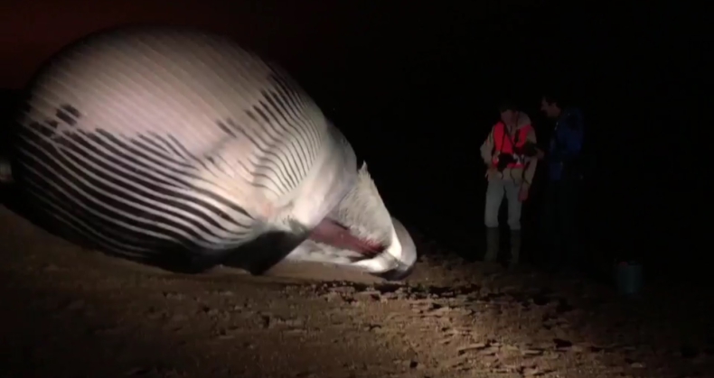 Belgia: Martwy wieloryb na plaży niedaleko Ostendy - GospodarkaMorska.pl