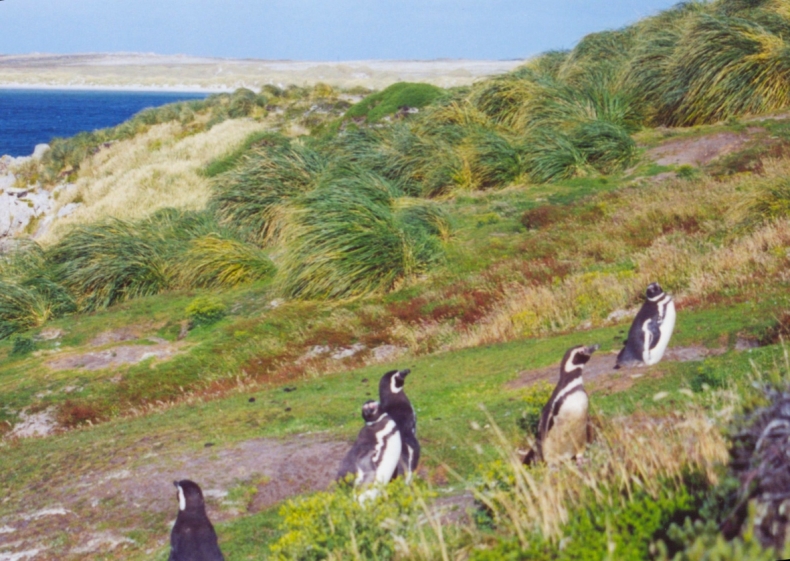 Telegraph: Argentyna chce wykorzystać Brexit w sporze o Falklandy - GospodarkaMorska.pl