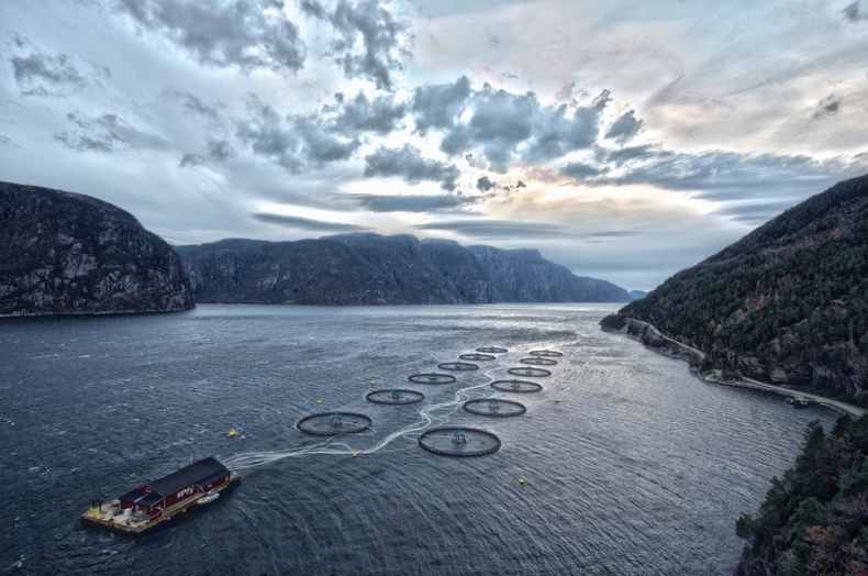 Marine Harvest wprowadza nową strategię marki i zmienia nazwę na Mowi - GospodarkaMorska.pl