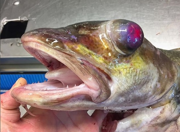 Nowe ryby zombie w kolekcji rosyjskiego rybaka (foto, wideo) - GospodarkaMorska.pl
