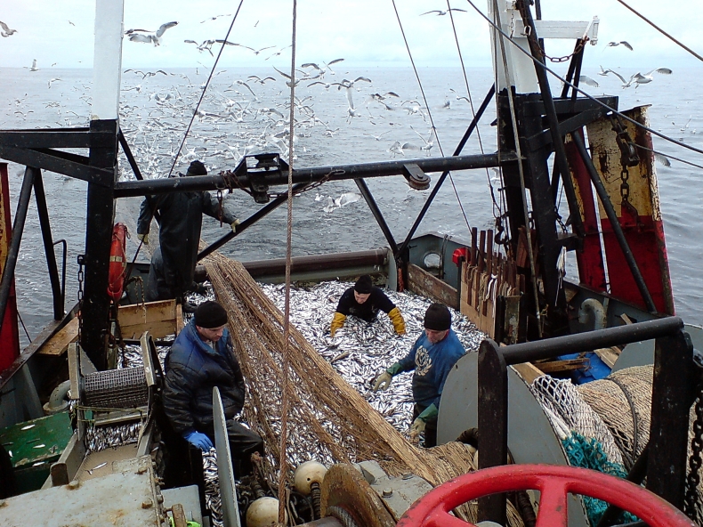 Bardzo dobre wyniki połowowe floty bałtyckiej w I połowie 2018 r. - GospodarkaMorska.pl