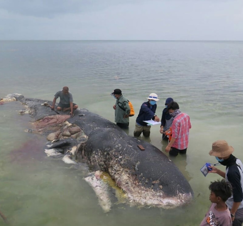 Ponad 6 kg śmieci w brzuchu martwego wieloryba. Wśród nich plastikowe kubki i plażowe klapki - GospodarkaMorska.pl