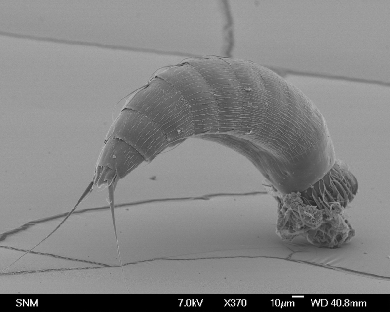 Morskie smoki istnieją naprawdę - GospodarkaMorska.pl