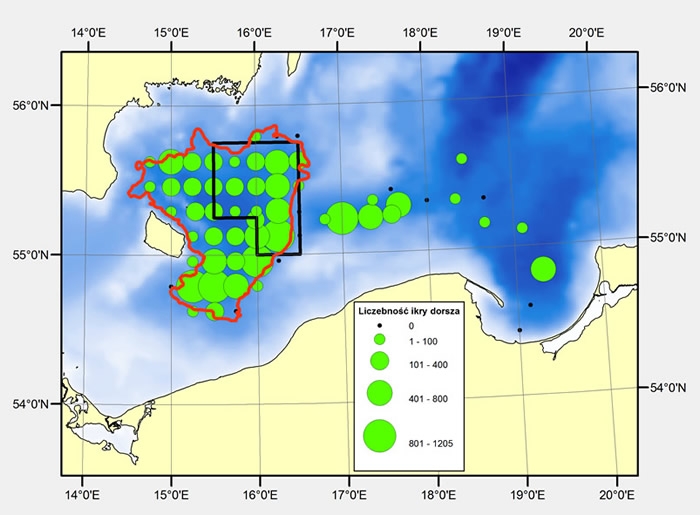 Ocena Międzynarodowej Rady Badań Morza (ICES) ws. stanu stada wschodniego dorsza w Morzu Bałtyckim - GospodarkaMorska.pl
